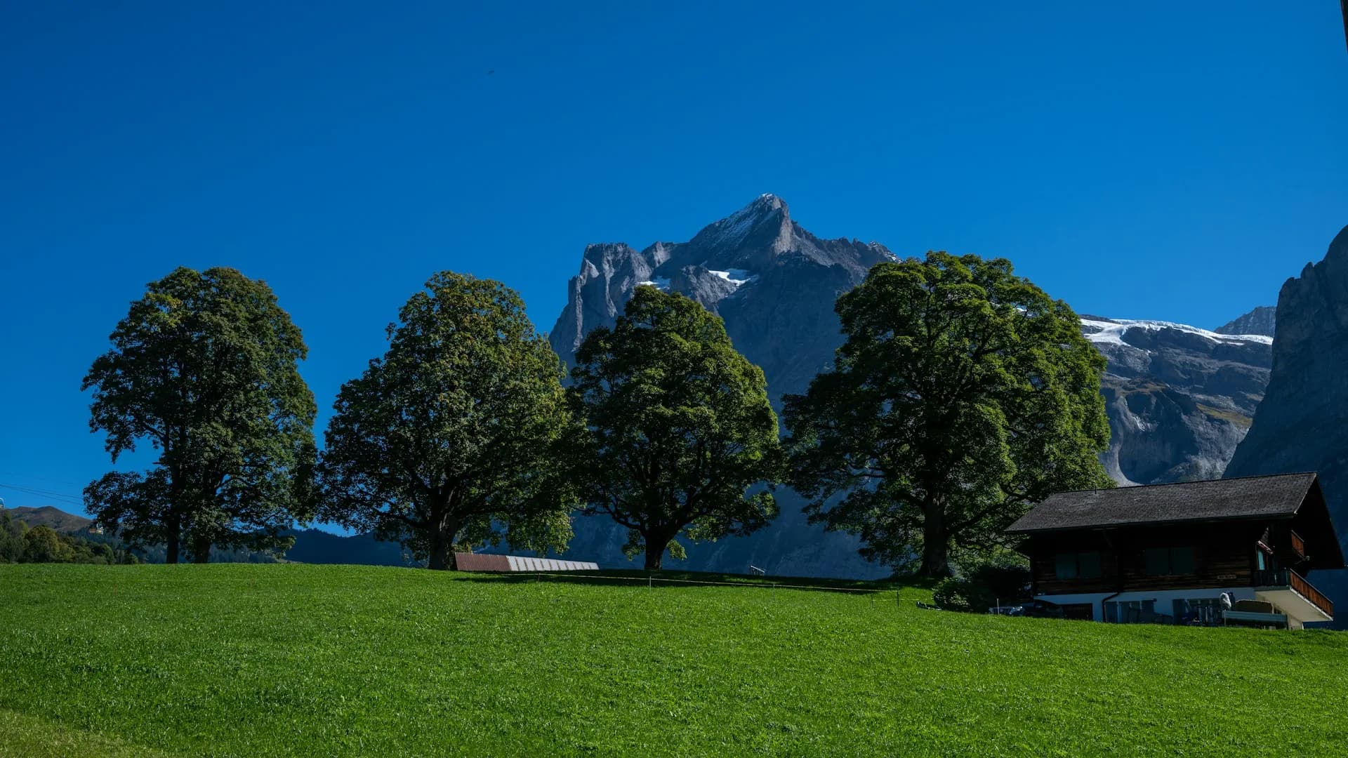 Prairie alpine verdoyante et sommet du Massif du Mont Blanc en été